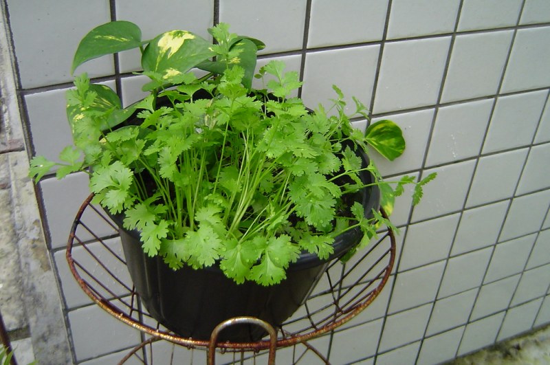 "Again, coriander in a flower pot" by Henrique Vicente is marked with CC0 1.0.